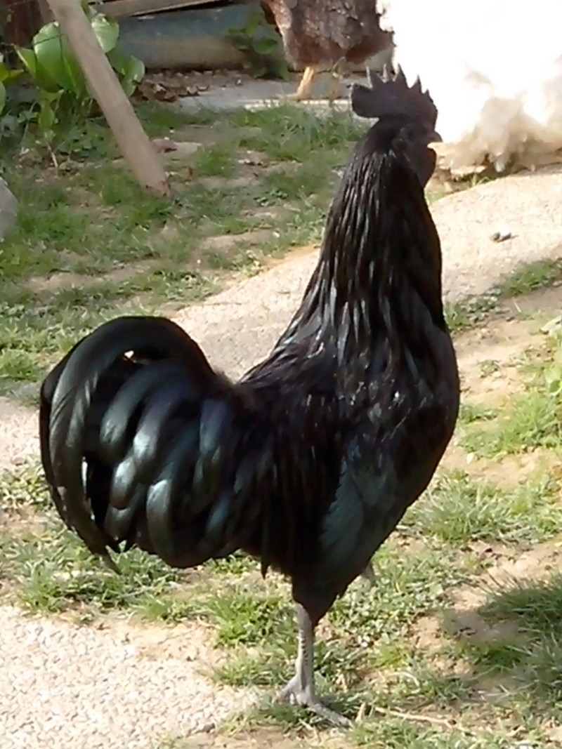 Ayam Cemani Img_2012