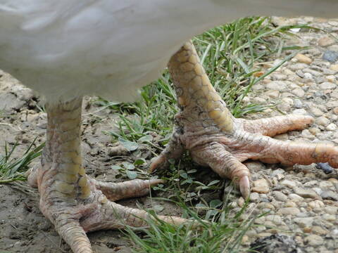 Poule Mal Aux Pattes Poule Mal Aux Pattes