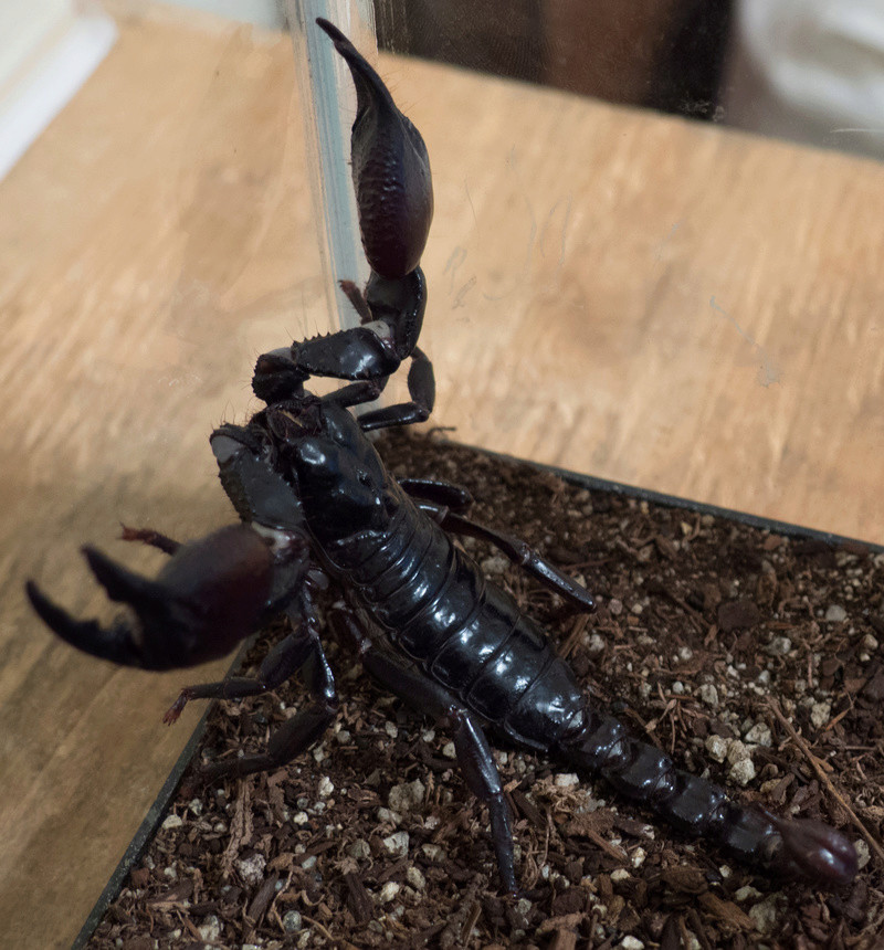 What Kind of Heterometrus do I have? Asian Forest Scorpion Mordek17