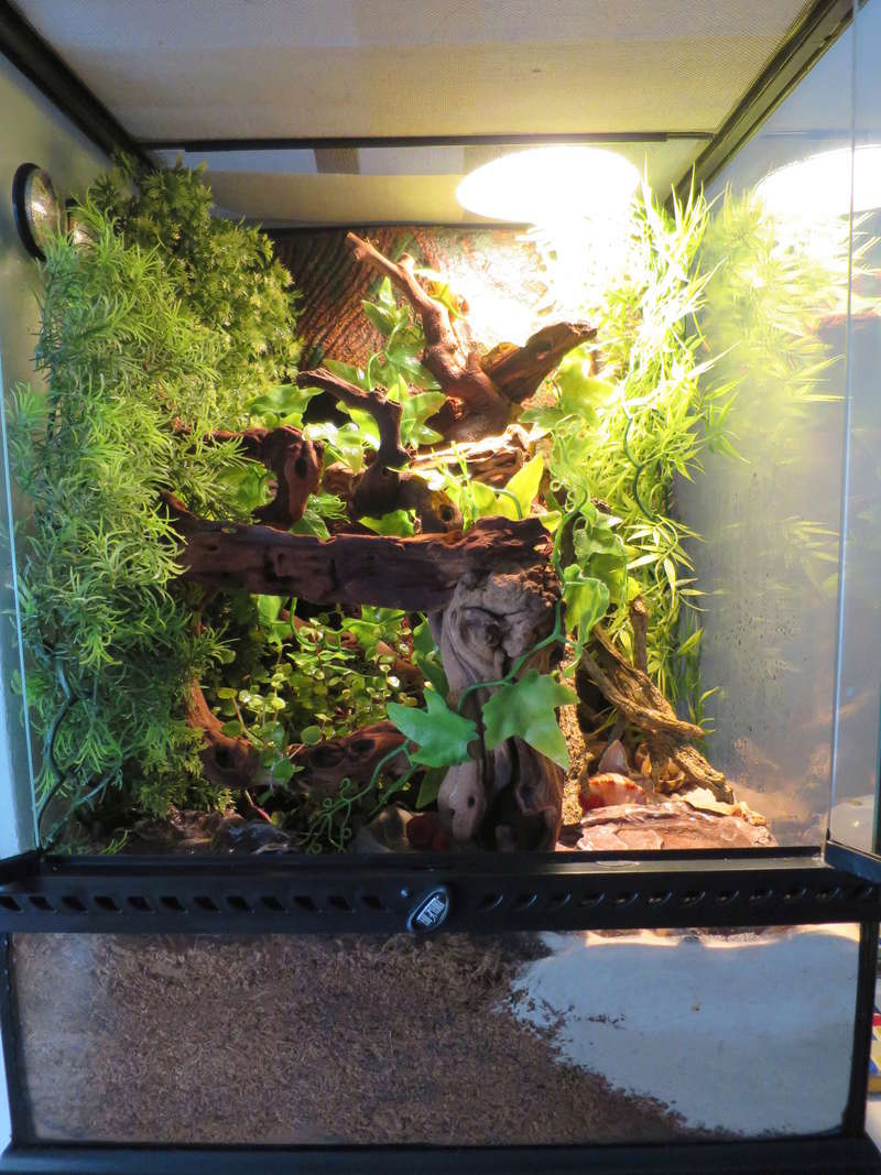 terraruim exo terra 60 x 45 x 45 foret et plage Img_3358