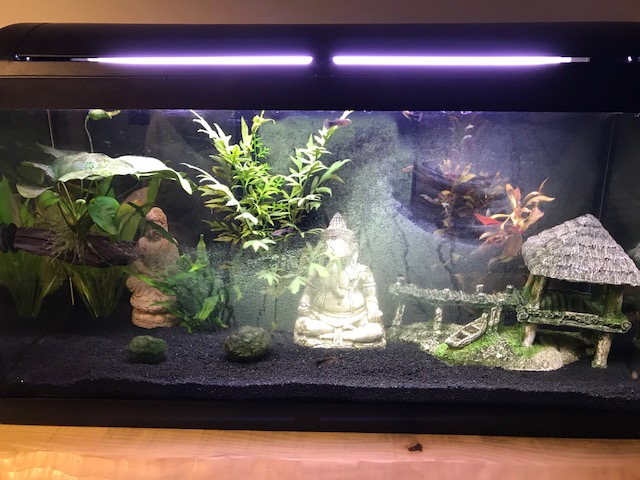 Algues, aquarium instable Img_1110