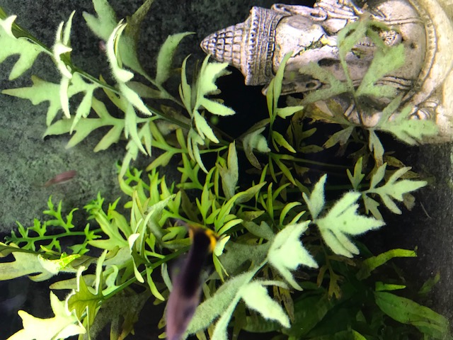 Algues, aquarium instable Img_1113