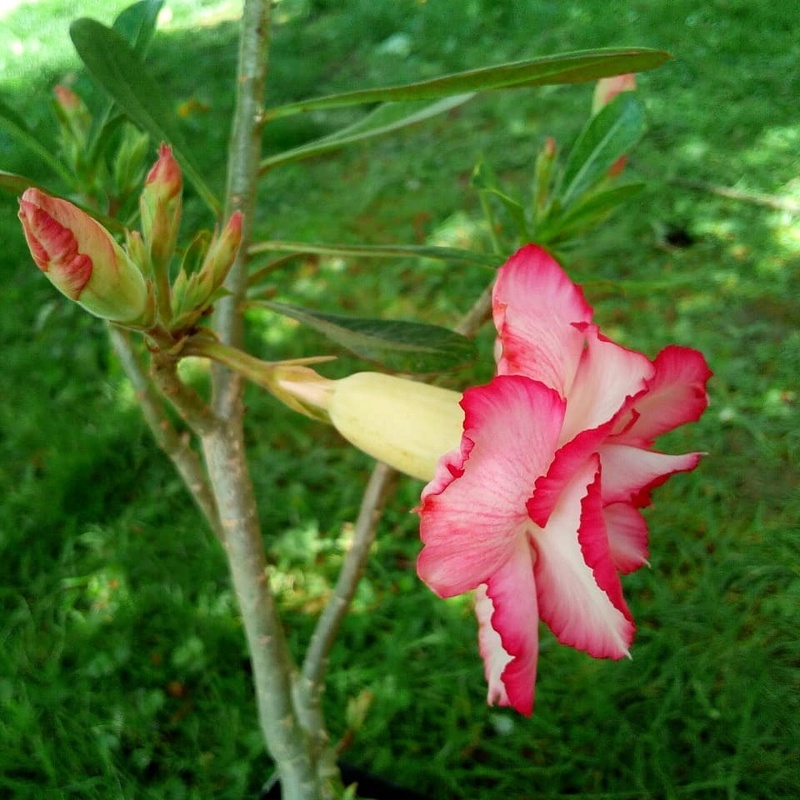 Adenium obesum  - Page 8 31711010