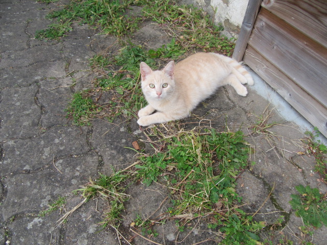 2 Chatons à adopter  Img_1412