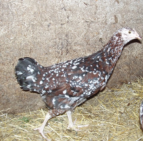 poulette sussex tricolore ou coq? P1011913