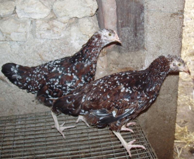 poulette sussex tricolore ou coq? P1011914