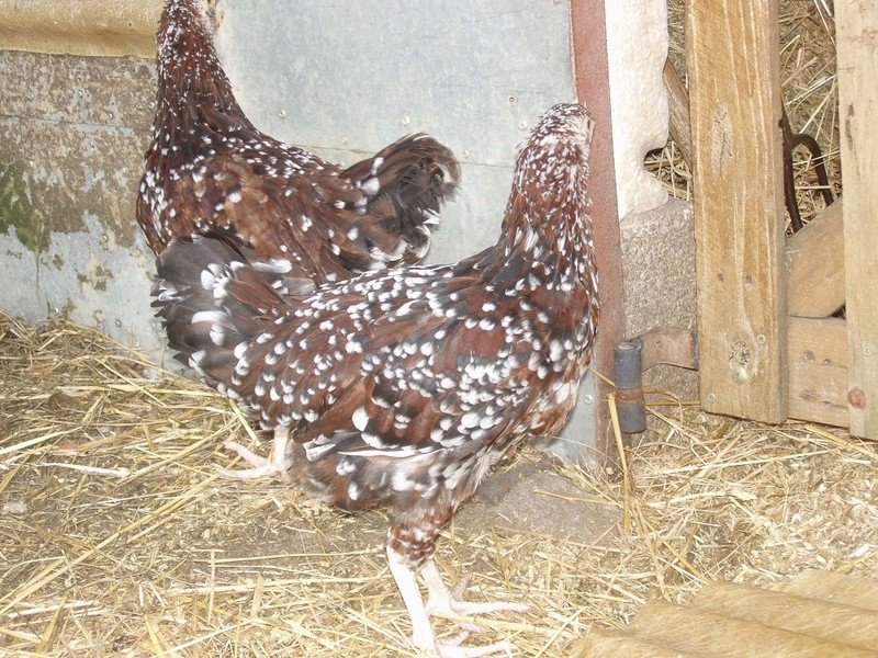 poulette sussex tricolore ou coq? P1011915