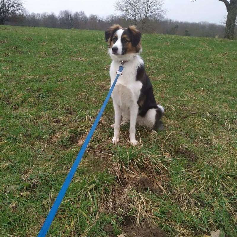 ADELA - chiot femelle croisé de taille moyenne, née environ en janvier 2017 - Pascani - adoptée par Marcel et Joanna (Allemagne) Fb_img10