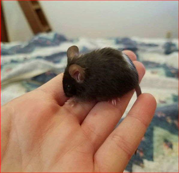 Help Me Name My Mouse! (PLEASE SUGGEST IDEAS!)  Mousey10