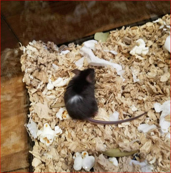 Help Me Name My Mouse! (PLEASE SUGGEST IDEAS!)  Mousey11