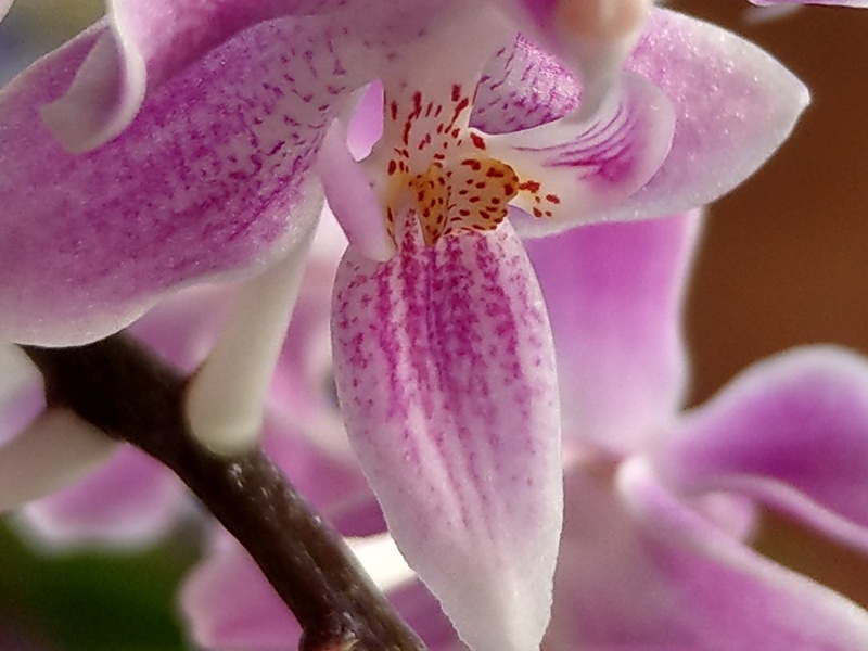 Phalaenopsis celebensis x equestris (Silbergrube) Imag0130