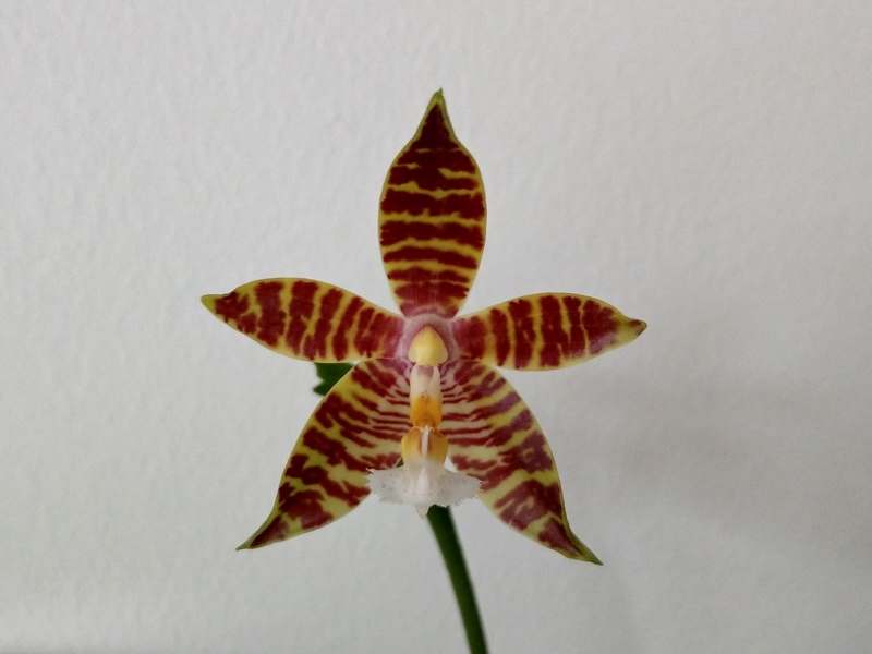 Phalaenopsis cornu-cervi x amboinensis (Corona) Imag0313