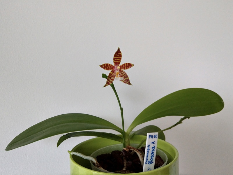 Phalaenopsis cornu-cervi x amboinensis (Corona) Imag0314