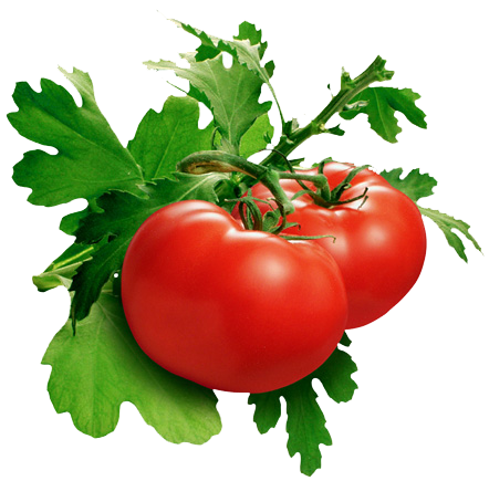 ازرع الطماطم في منزلك Grow-t10