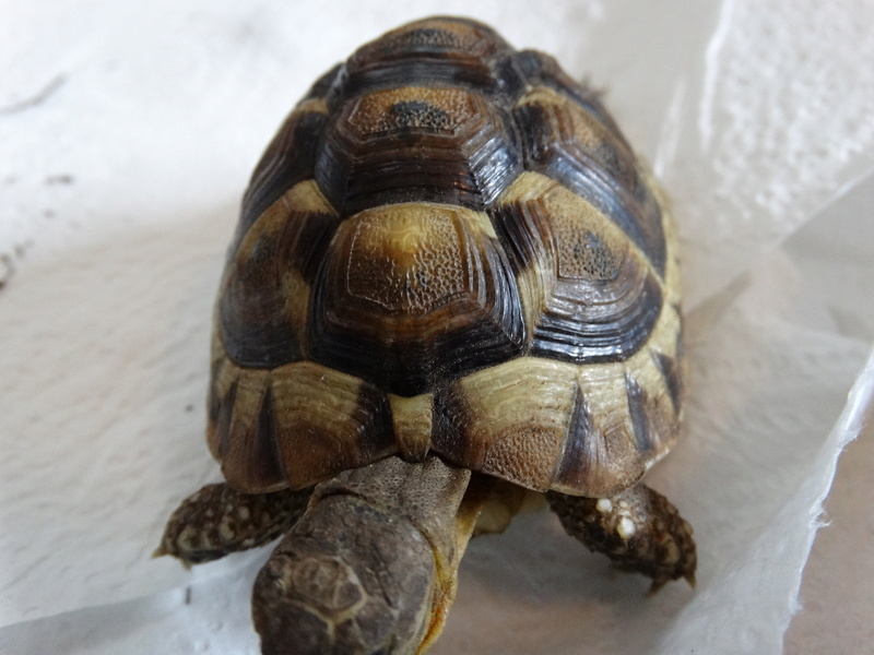 Identification de mes tortues et conseils sur la maintenance  Dsc02019