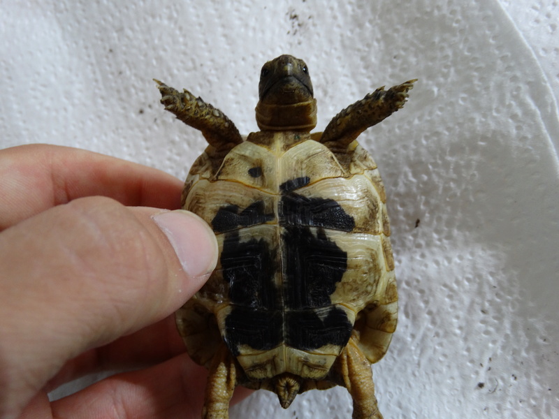 identification de mes tortues grecques  Dsc02049