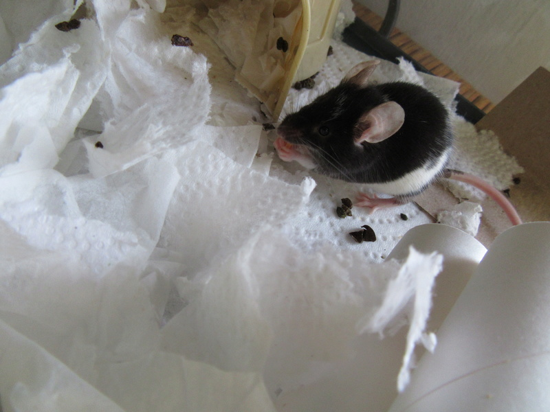 Meet My Mice 3_15-210