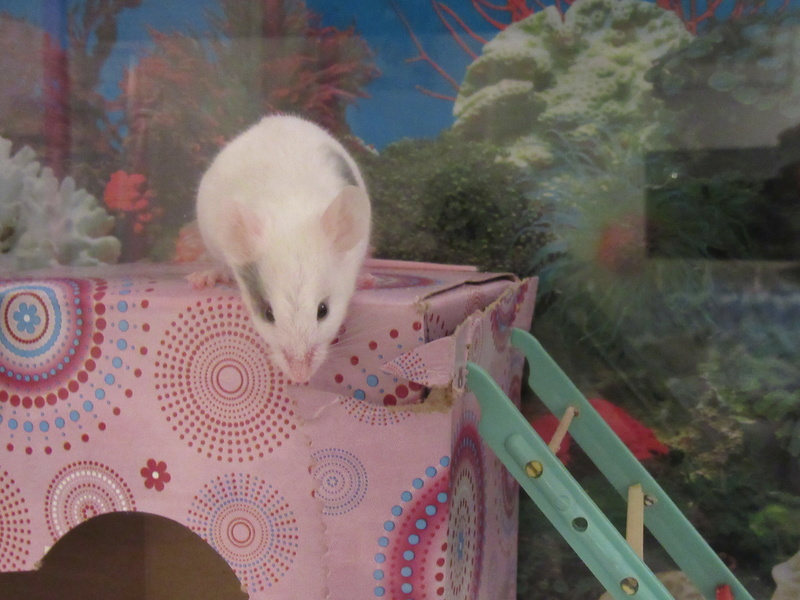 Meet My Mice 4_22_210