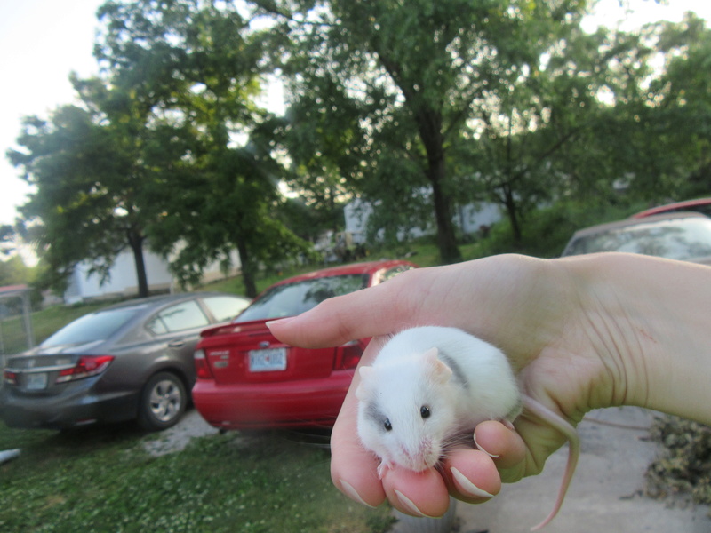 Meet My Mice 6_26_211