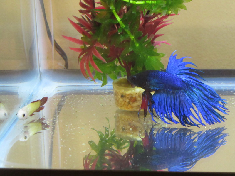 Betta Fish! 7_5_2010