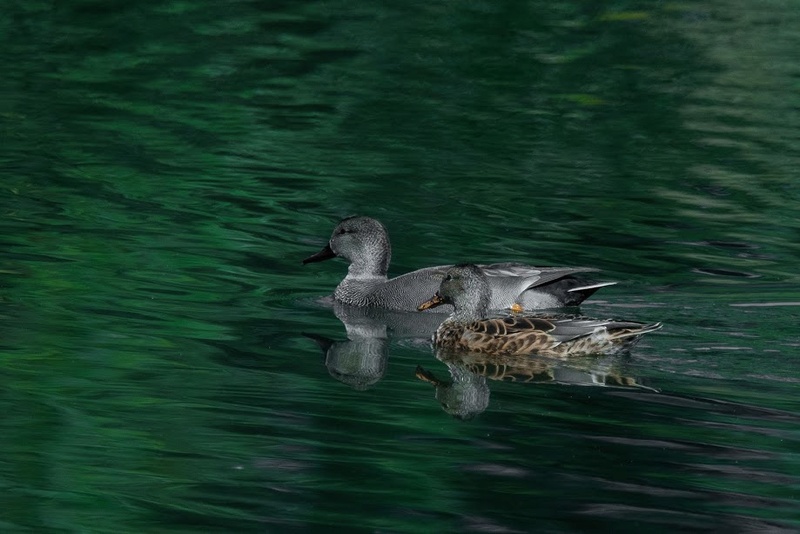 canard siffleur Dsc_0110