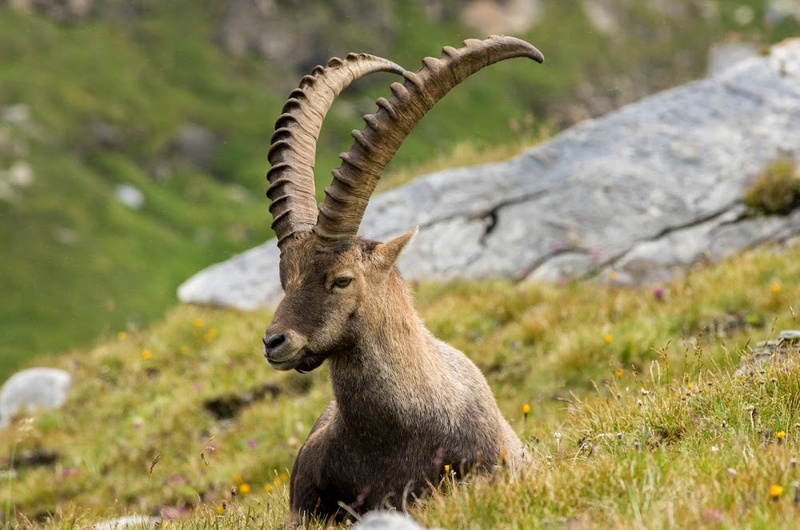   Capra ibex (Bouquetins de mes montagnes) Imgp6412