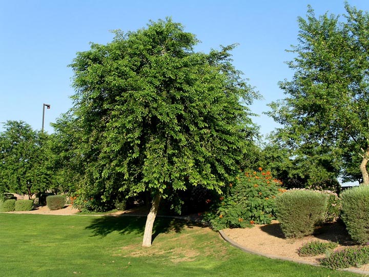 فوائد شجرة السرسوع لعلاج مرض السيلان Ou10