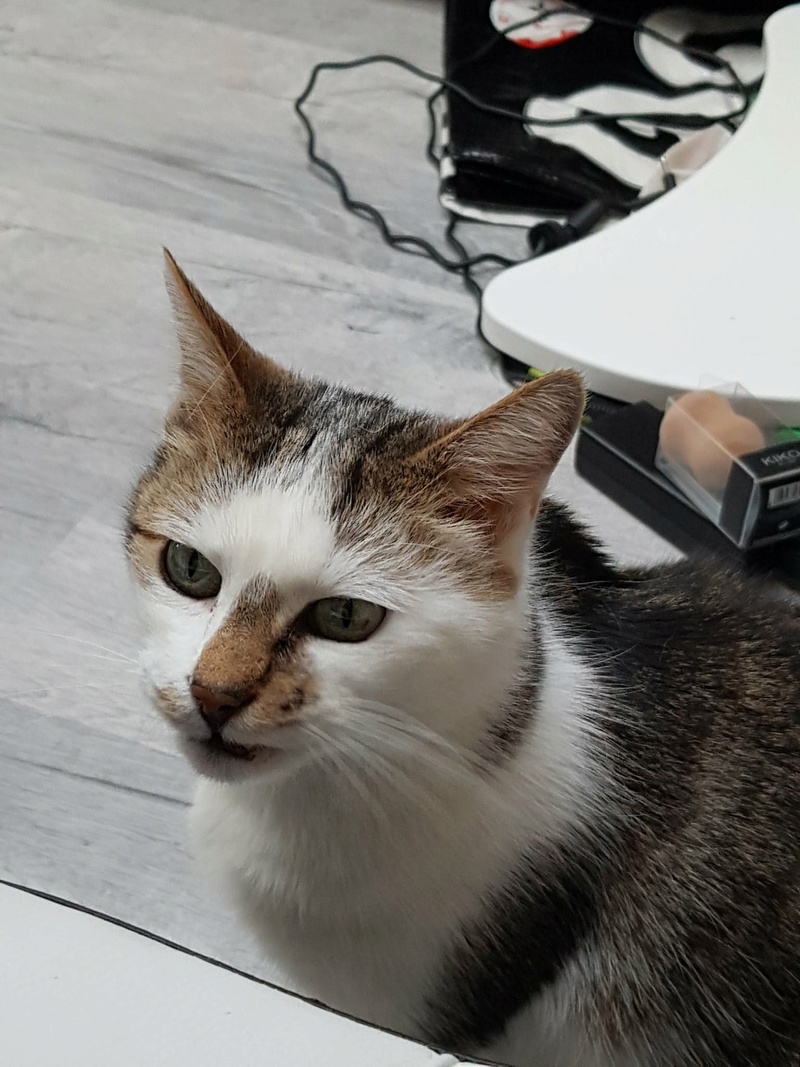 MIMI 28640711