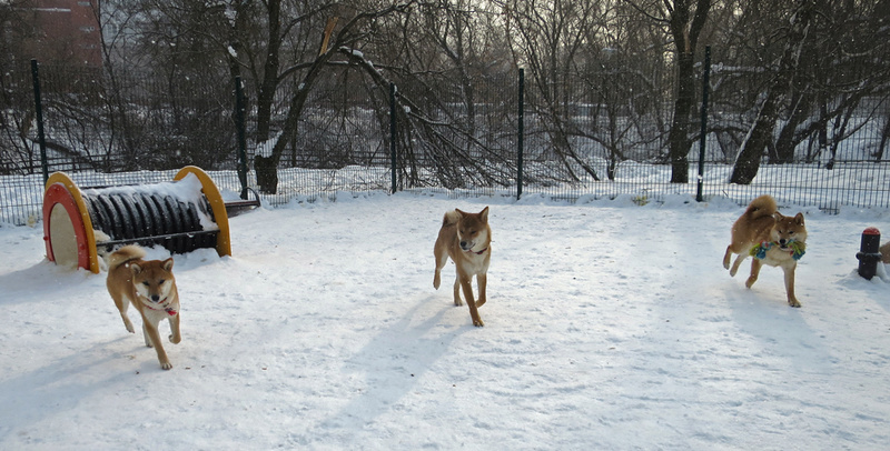 Шибовстречи в СВАО - Страница 17 Img_8647