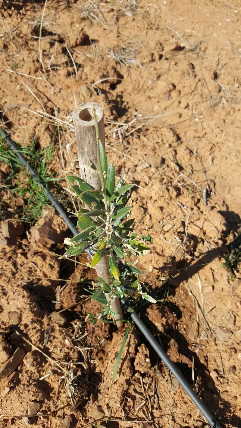 Plantación nueva con problemas en algunos olivos (Badajoz) 20171010