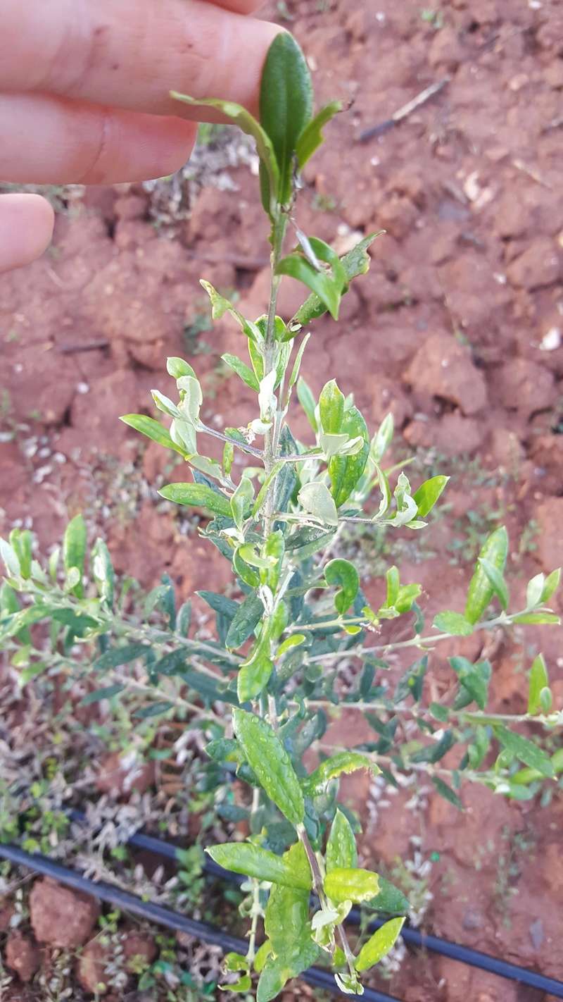 Plantación nueva con problemas en algunos olivos (Badajoz) 20171112