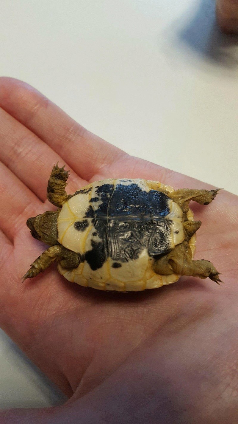 Identification de ma petite tortue (graeca) Receiv17