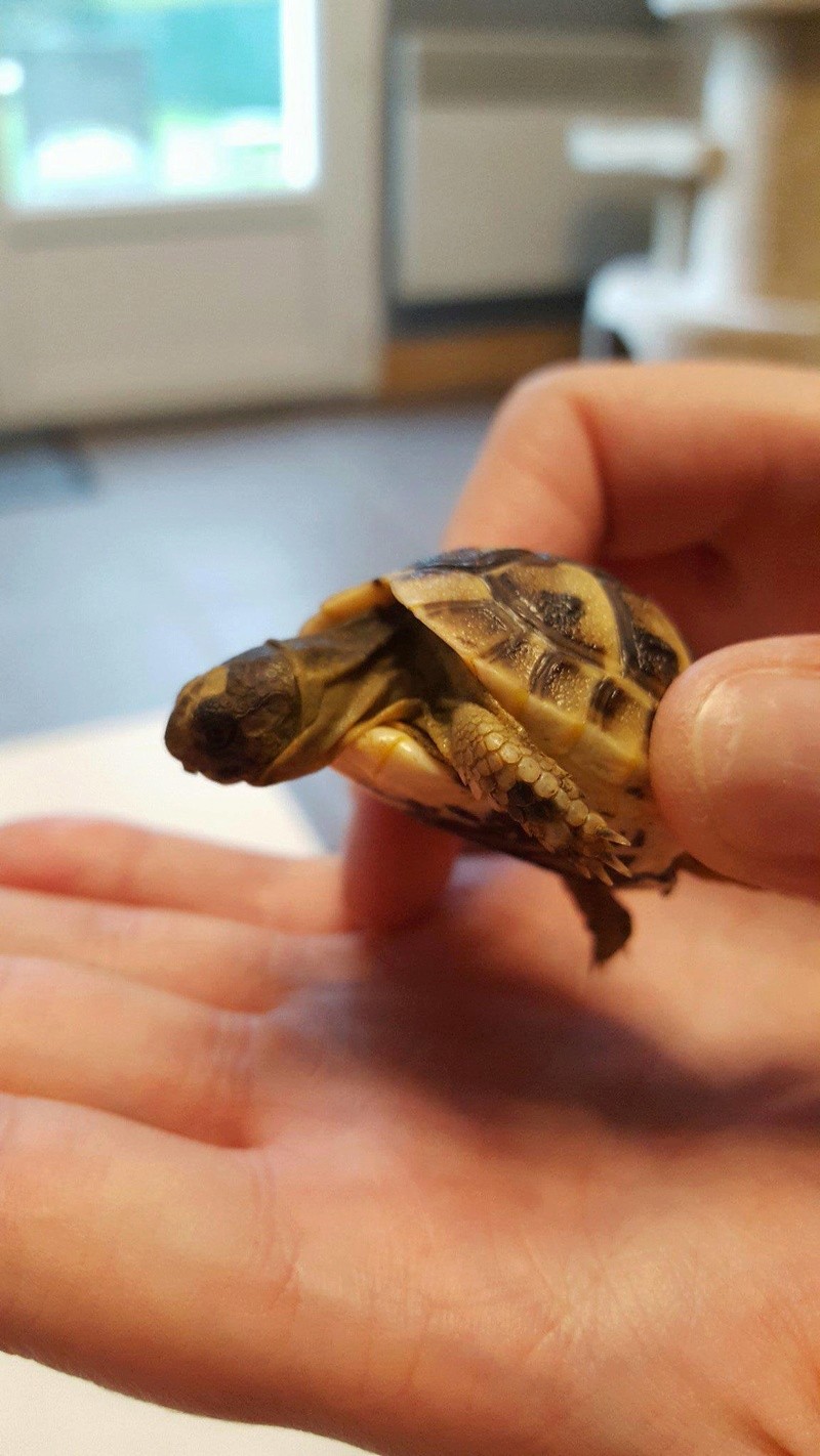 Identification de ma petite tortue (graeca) Receiv21