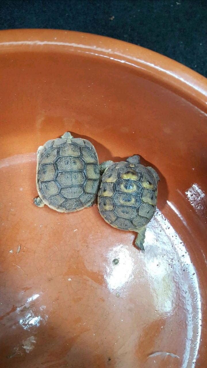 Identification de ma petite tortue Screen10