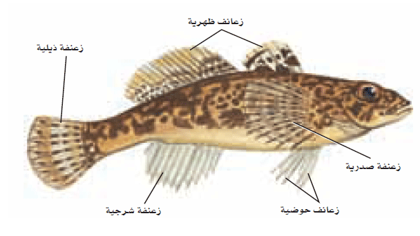 أنواع زعانف الأسماك Img_2110