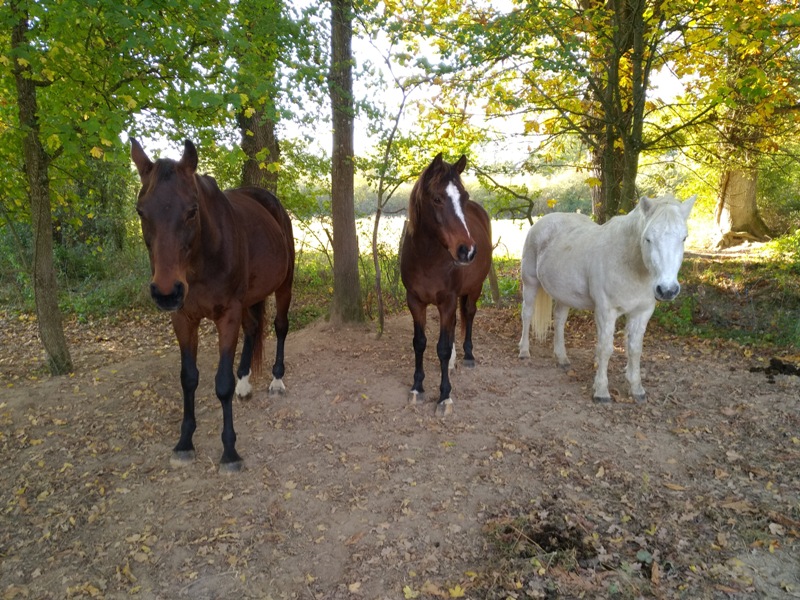 WANDA - Hessen horse née en 1994 - adoptée en février 2011 par Morgane dcd en mars 2018 Img_2024