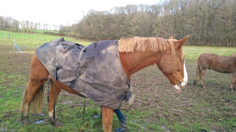 HEIPER - SF né en 1995 - adopté en juillet 2015 par Emeline Img_2016