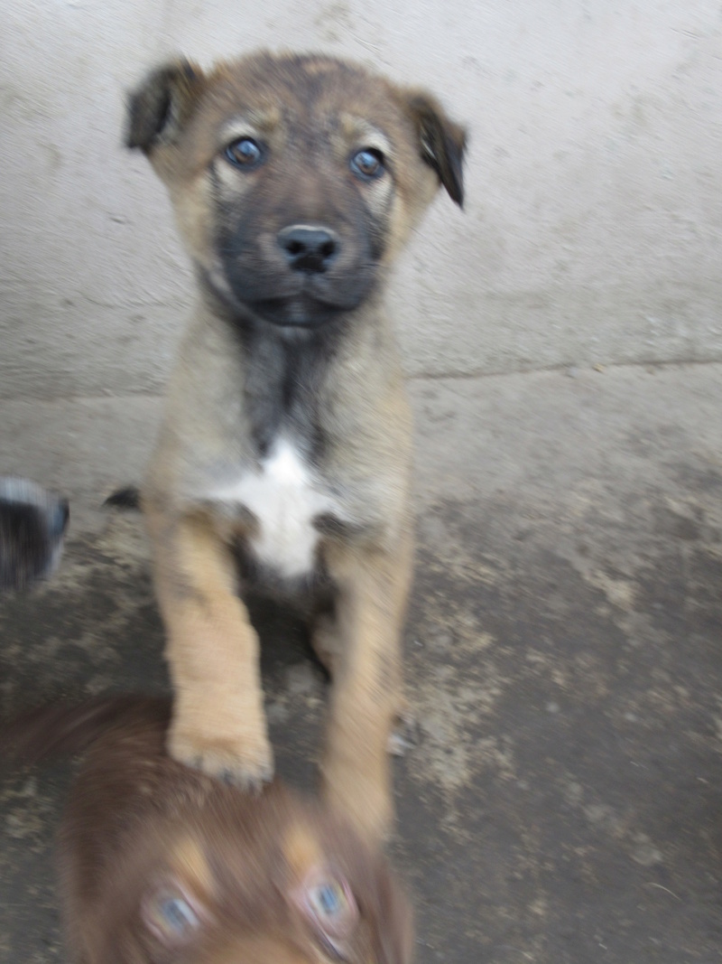 NAÏA (ex SHANNON) - femelle, croisée berger, taille moyenne à grande adulte, née environ septembre 2017 - Adoptée par Lucille (91)  1_211