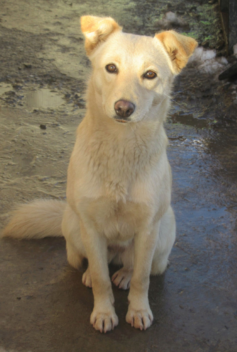  BROCELIANDE !! + de 6 ans de box !! femelle, taille moyenne, née en septembre 2016 - CENTRE RM PASCANI (ROUMANIE) Brocel14