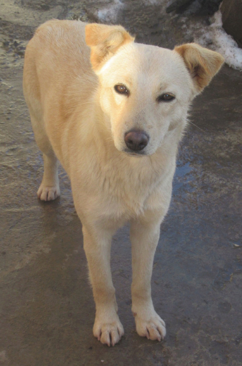  BROCELIANDE !! + de 6 ans de box !! femelle, taille moyenne, née en septembre 2016 - CENTRE RM PASCANI (ROUMANIE) Brocel19