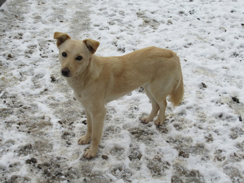 BROCELIANDE - x la brador 6 ans (5 ans de refuge) Asso Remember Me (Roumanie) Brocyl13