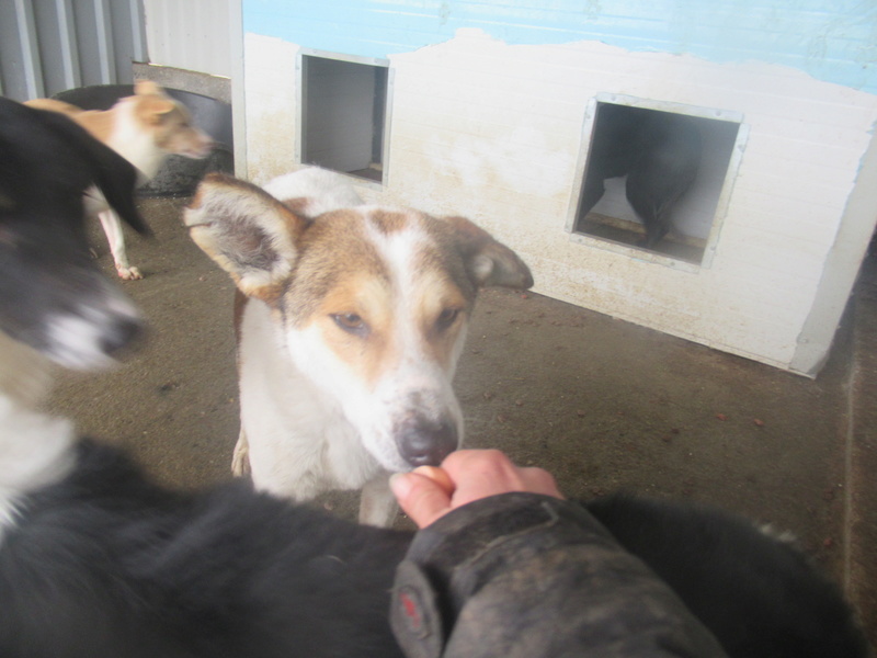 HAMTARO - + 4 ANS DE BOX!!! - mâle croisé de taille moyenne, né env 2012 (PASCANI) - REMEMBER ME LAND - adopté par Aurore (Belgique) - DECEDE - Page 9 Hamtar12