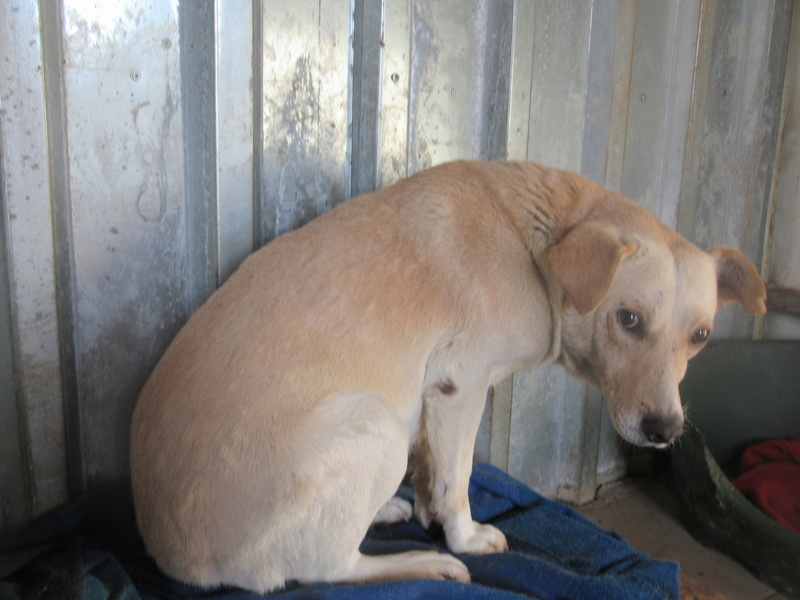 MELCHIOR !! + DE 5 ANS DE BOX !! mâle de taille moyenne, né environ en 2016 - REMEMBER ME LAND - en FA chez JACQUELINE (68) - ADOPTE par JACQUELINE (68) Img_6514