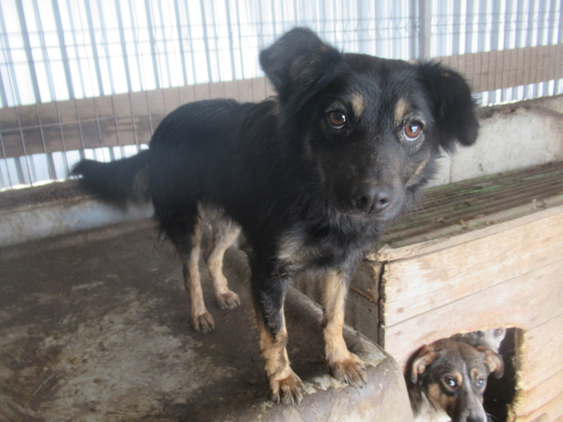 NOCCIOLATA - femelle croisée de taille petite à moyenne, née environ juillet 2015 (PASCANI) - REMEMBER ME LAND, Adoptée par Jérémy ( Belgique) Noccio12