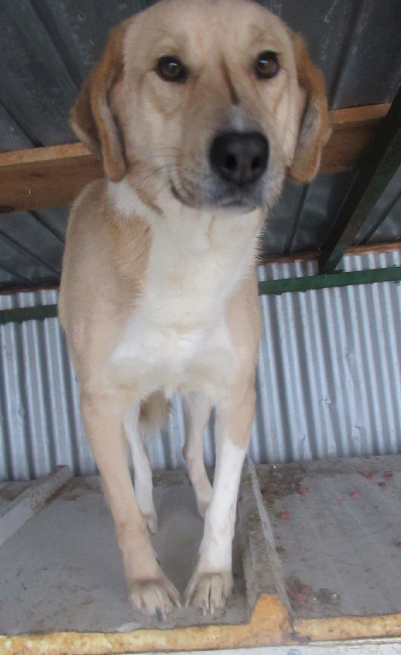 SHYVA - femelle croisée Labrador de taille moyenne à grande, née environ en février 2014 - (Pascani) adoptée par Aurélie (Belgique) - DECEDEE Shyvap13