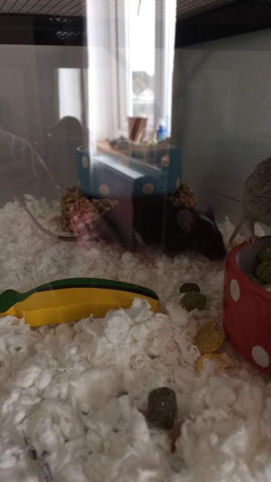 Advice for a grieving mouse 26553010