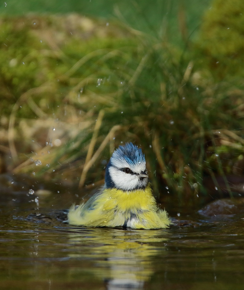 Les oiseaux de mon jardin ou des abords directs Aa_mys18