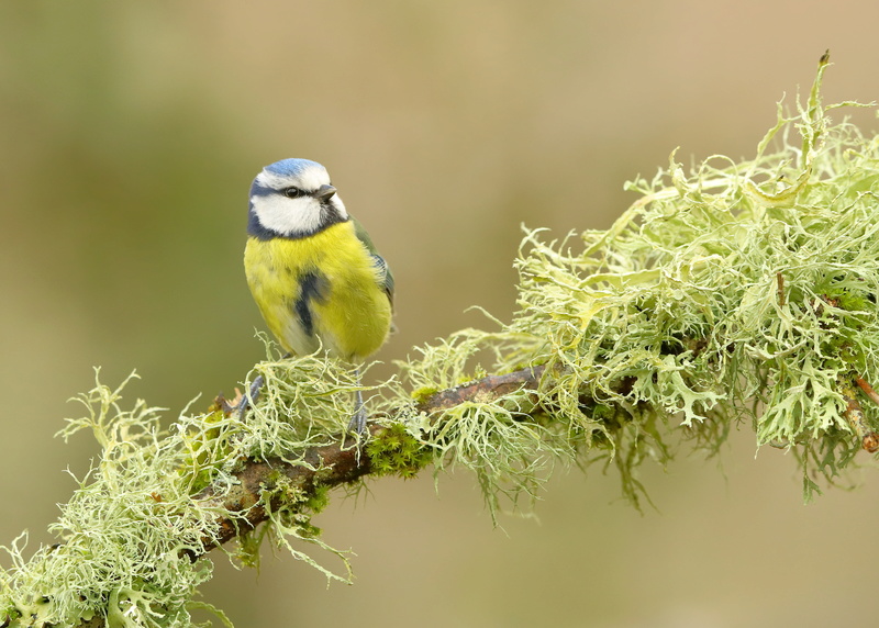 La Mésange Bleue Aa_mys41