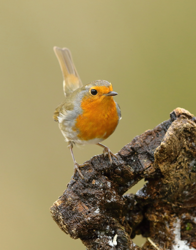 Les oiseaux de mon jardin ou des abords directs - Page 3 Aa_rou13