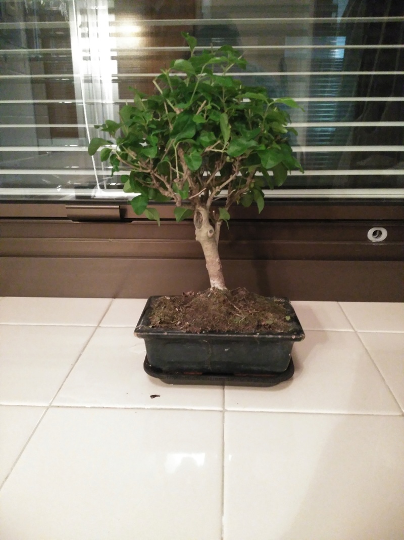 Primer bonsai 15101610